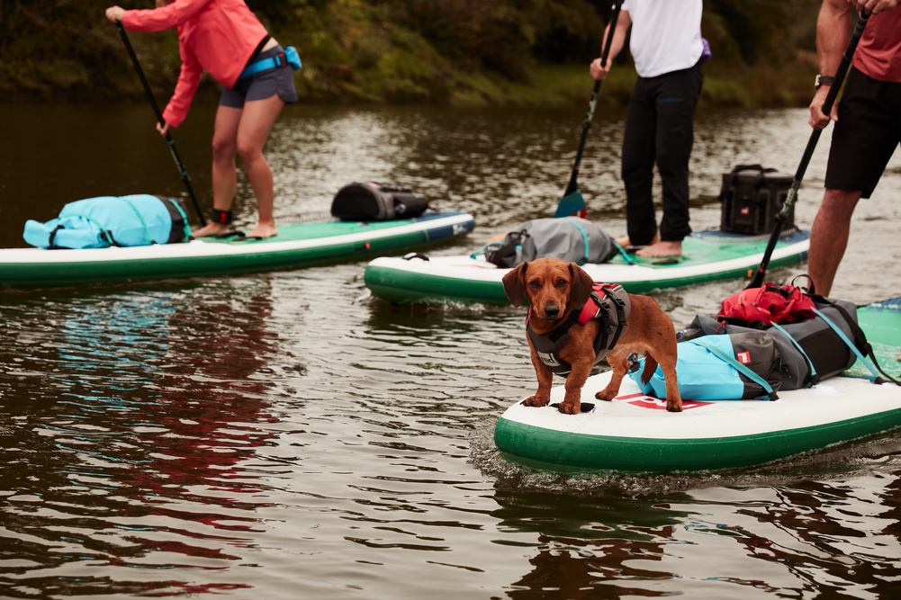 3 people paddle boarding with dog sat on SUP